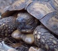 "I'm a fierce wild tortoise, I'm very fierce and wild," the tortoise sang.